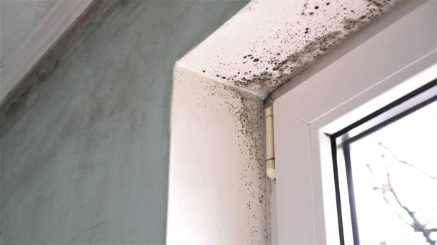 Best Basement Mold Removal  in Richlandtown, PA