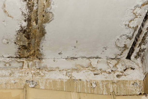 Best Real Estate Mold Inspection  in Richlandtown, PA