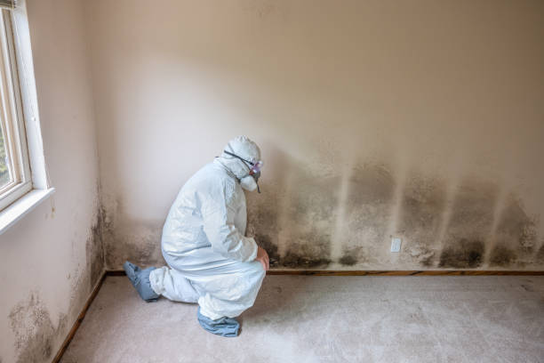 Best Attic Mold Removal  in Richlandtown, PA